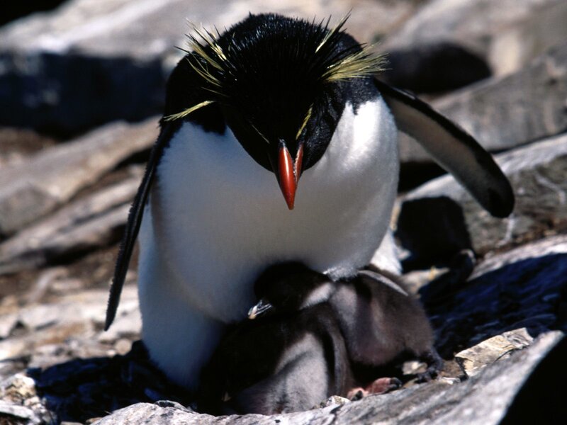 Penguin with Chick