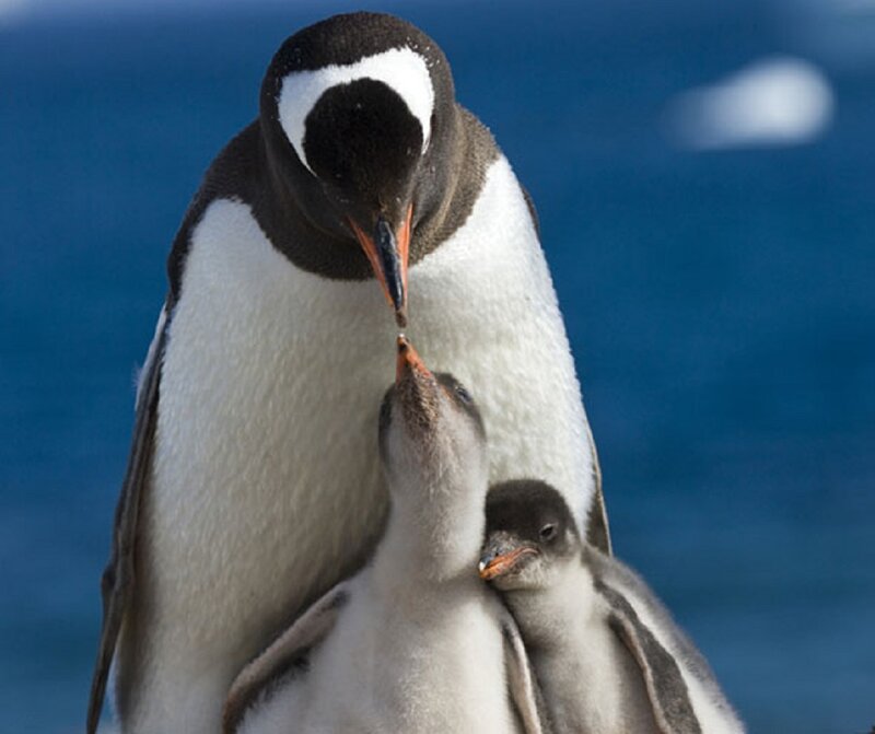 Penguin with Chicks — Blue