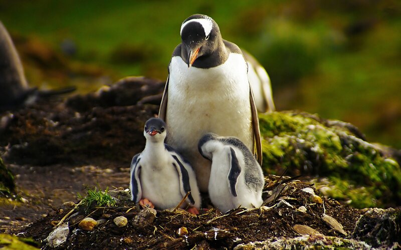 Penguin with Chicks — Green, Natural, Photograph