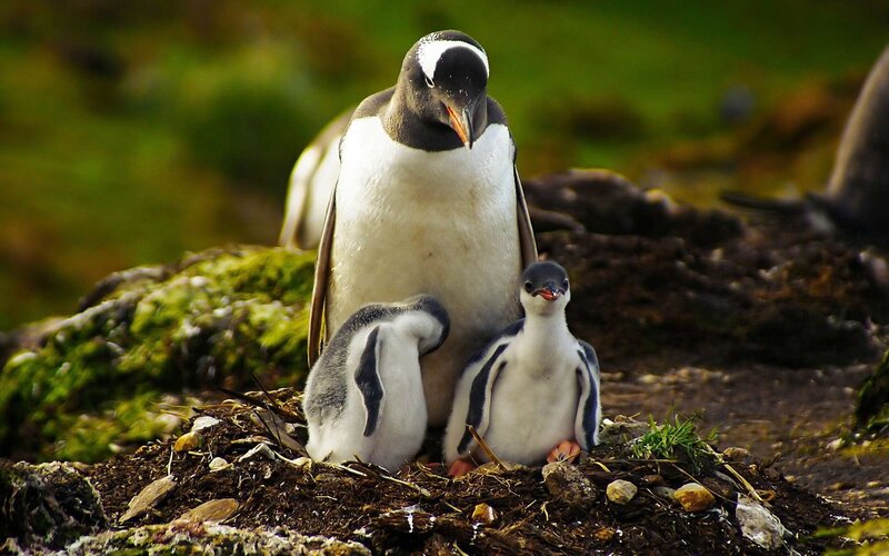Penguin with Chicks — Green, Natural