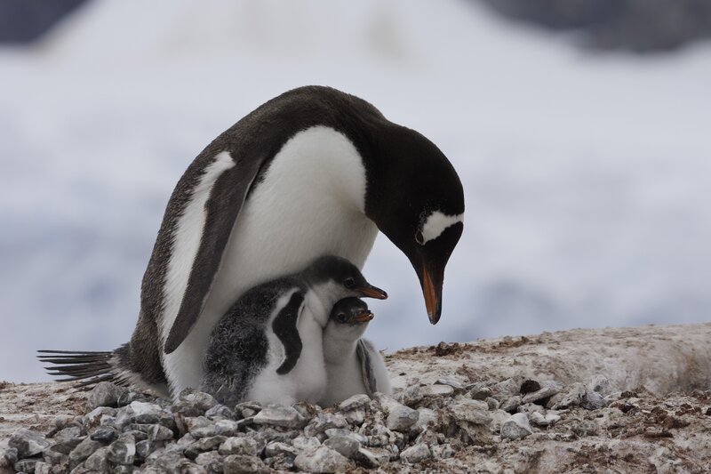 Penguin with chicks on rocks