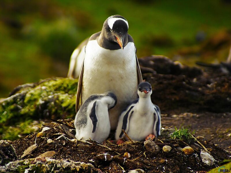 Penguin with Chicks