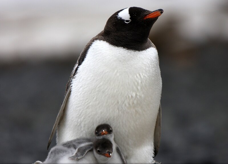 Penguin with Chicks — White