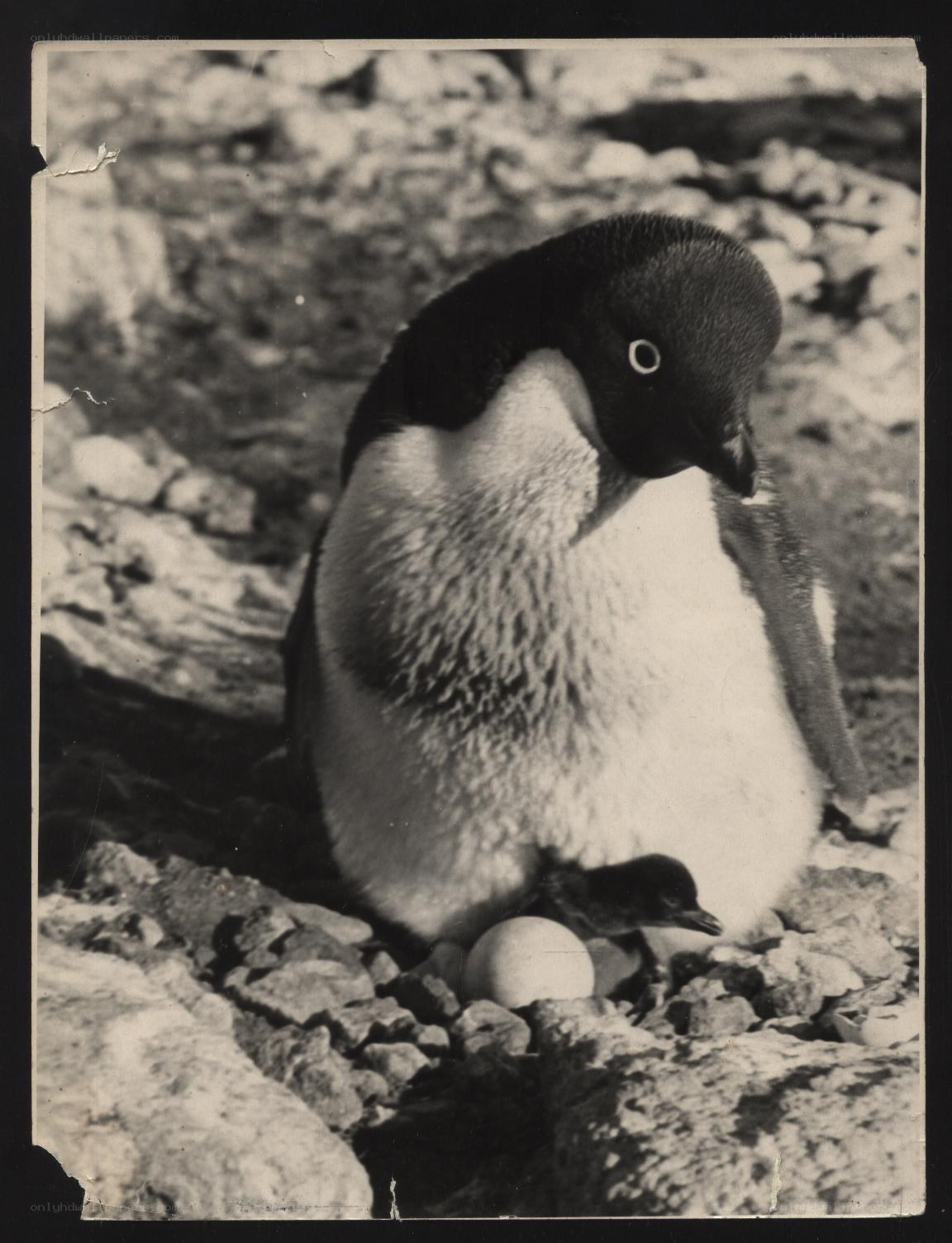Penguin with egg and chick