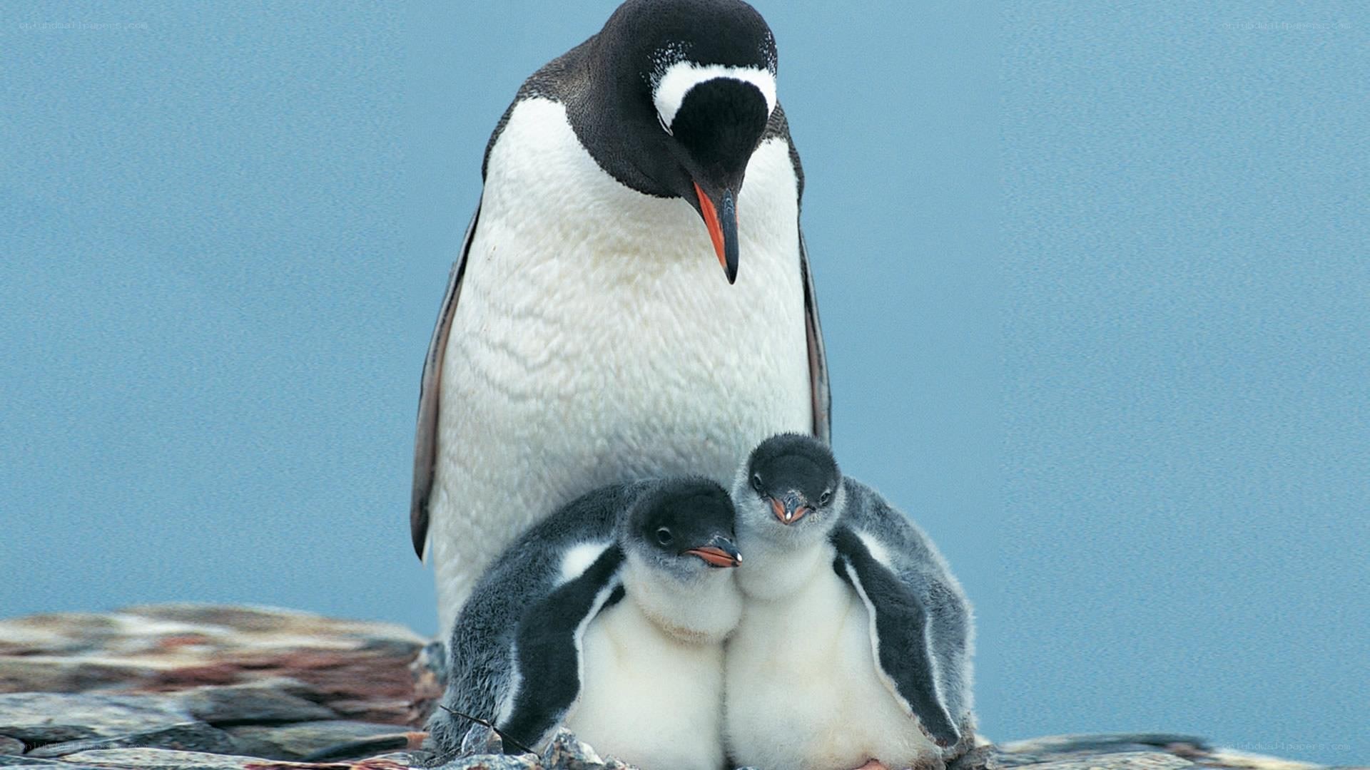 Penguin with its chicks