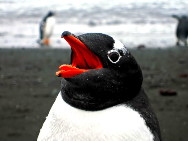 Penguin with open beak