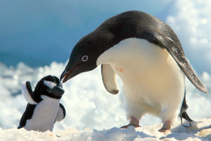 Penguin with Plush Toy