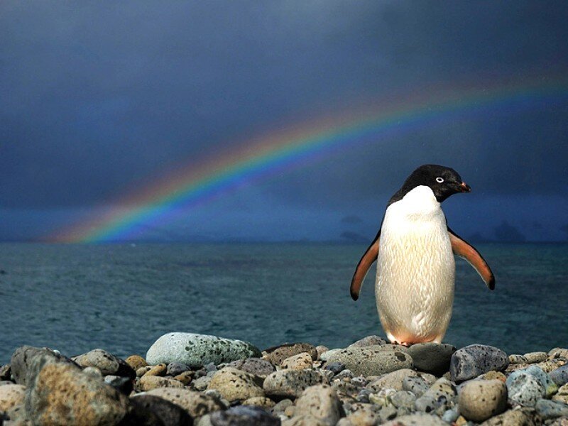 Penguin with rainbow in background