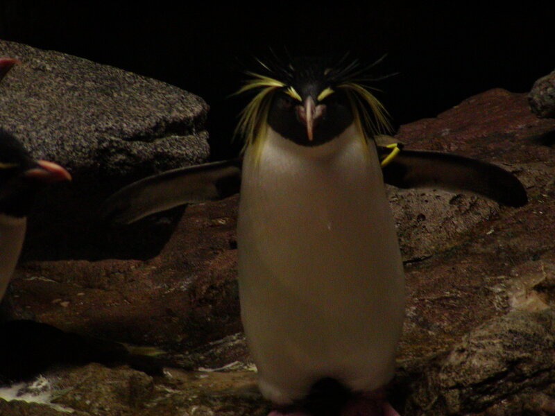Penguin with spiky feathers