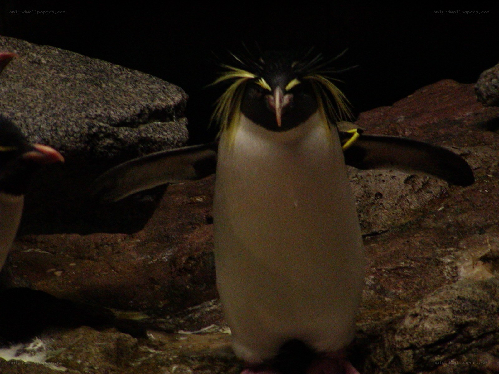 Penguin with spiky feathers