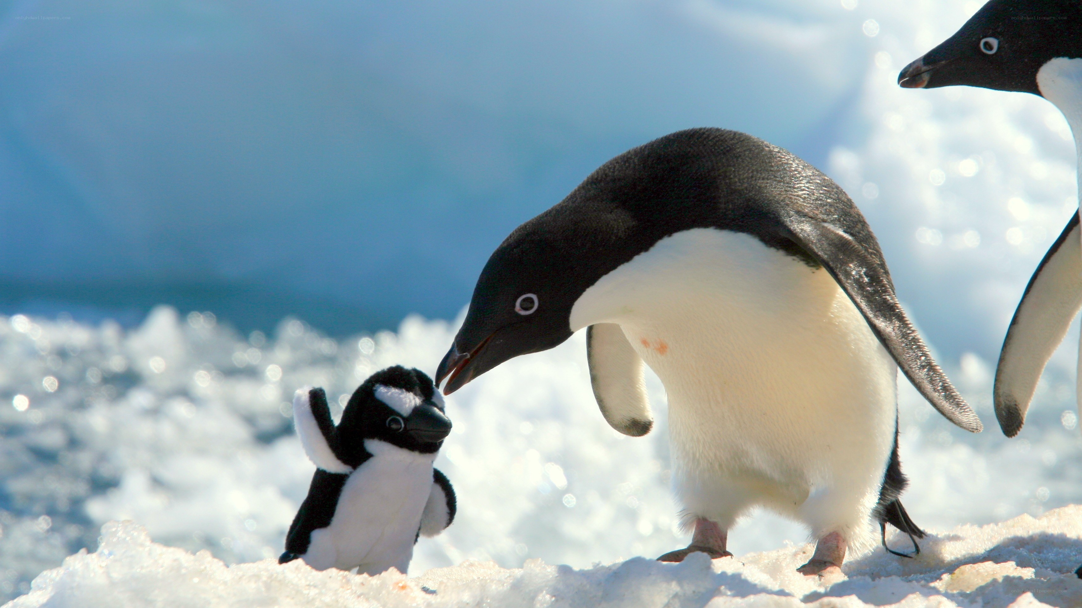 Penguin with toy on ice