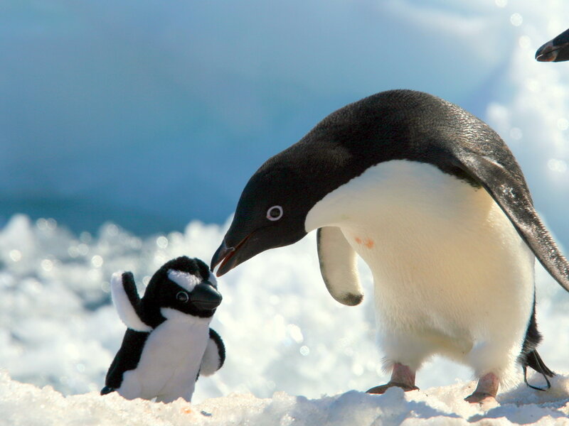 Penguin with Toy Penguin — White