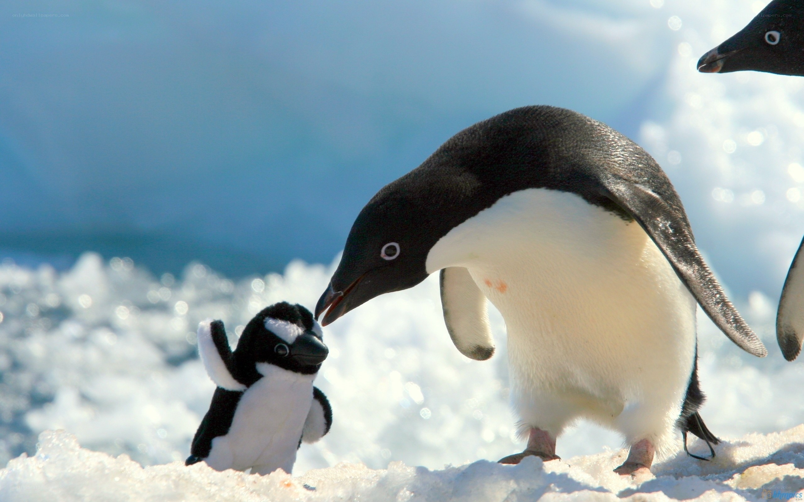 Penguin with toy penguin