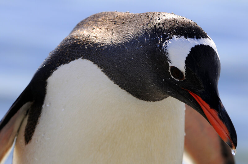 Penguin with Water Droplets