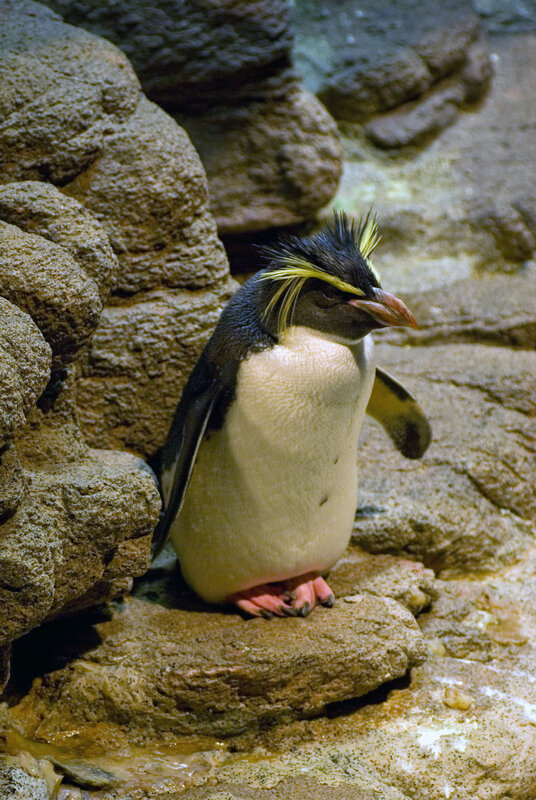 Penguin with yellow crest