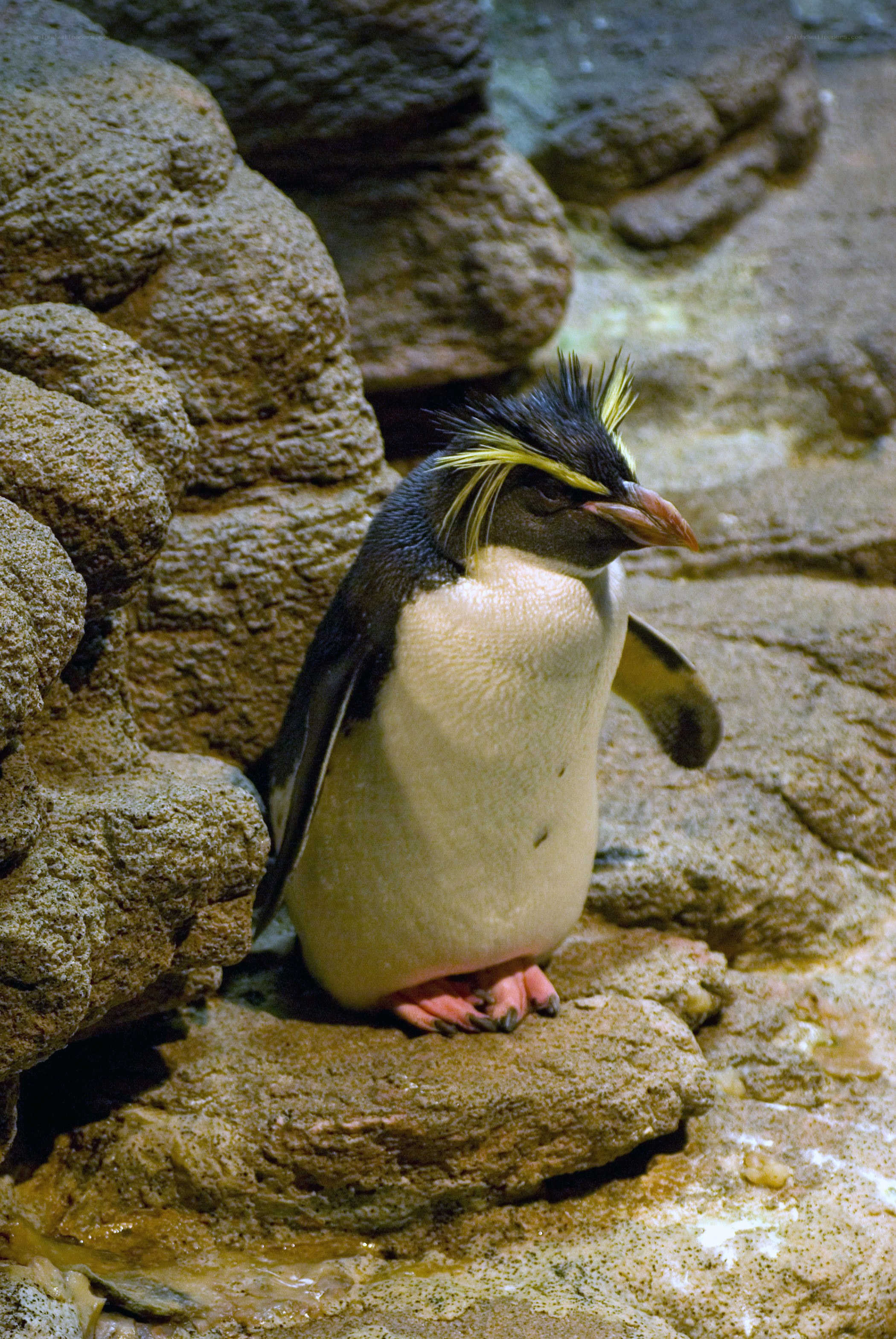 Penguin with yellow crest