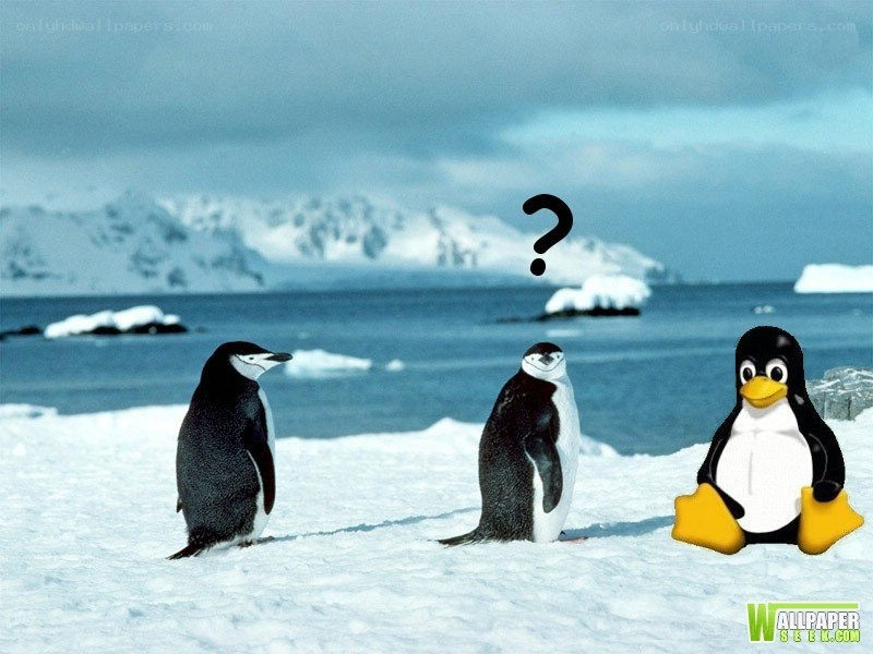 penguins and a penguin mascot