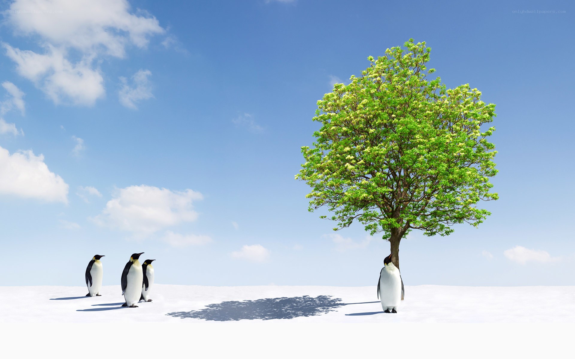 Penguins and a tree in snow