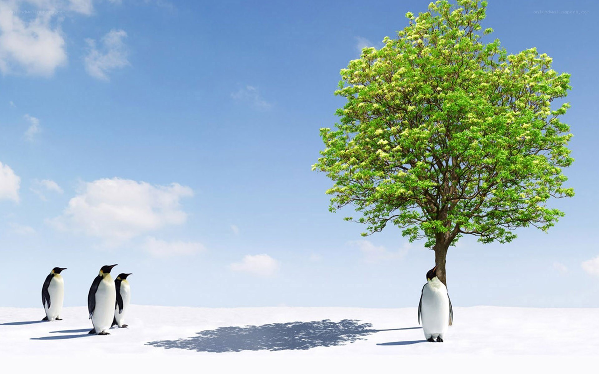 Penguins and a tree in snow