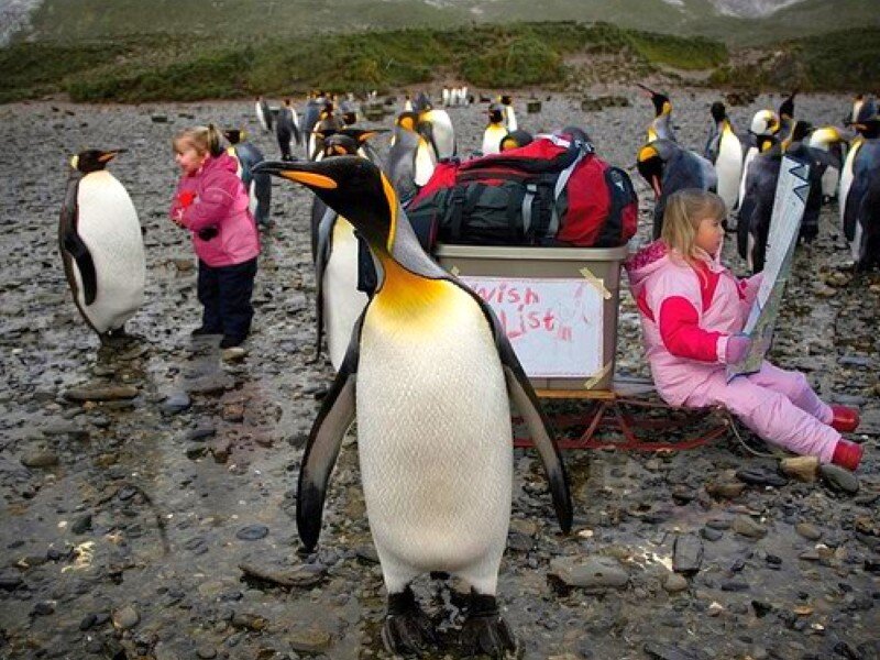 Penguins and children on a beach