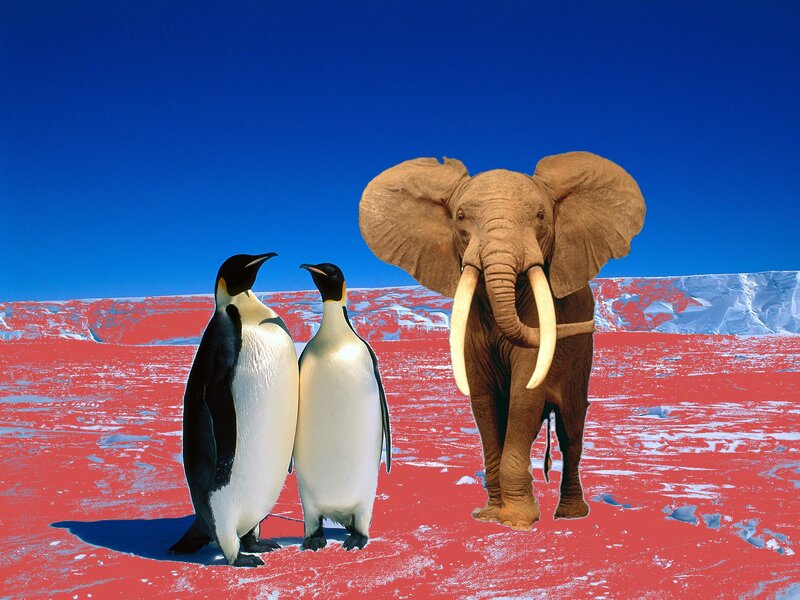 Penguins and Elephant