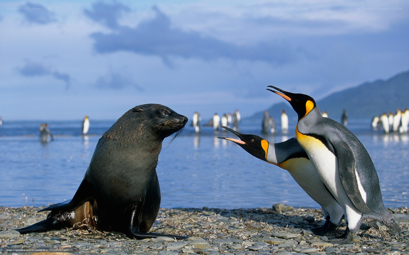 Penguins and sealion on beach