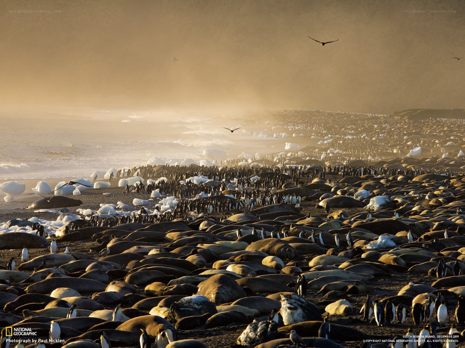 Penguins and seals on a beach
