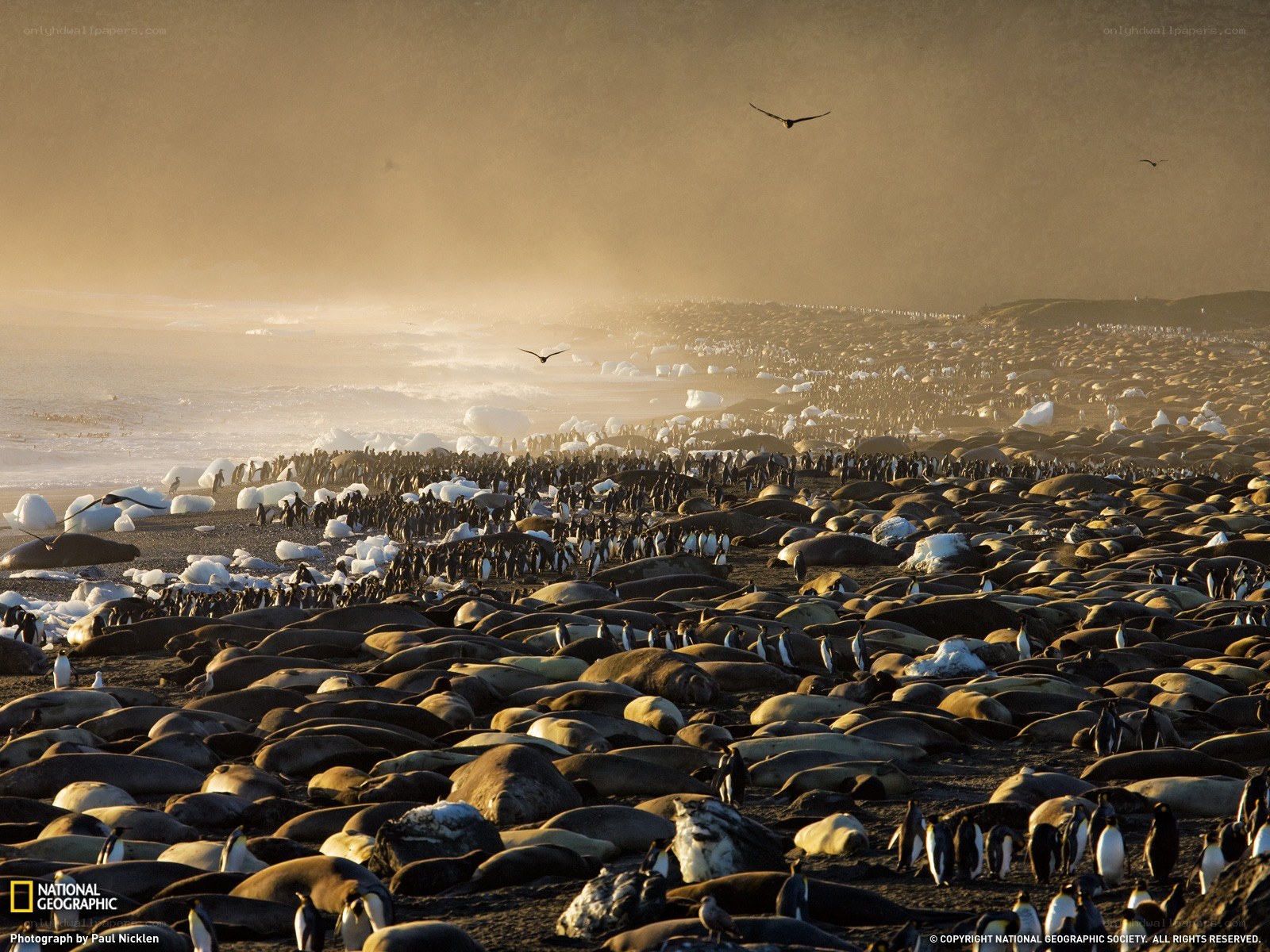 Penguins and seals on a beach