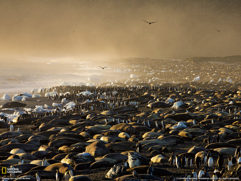 Penguins and Seals on Beach