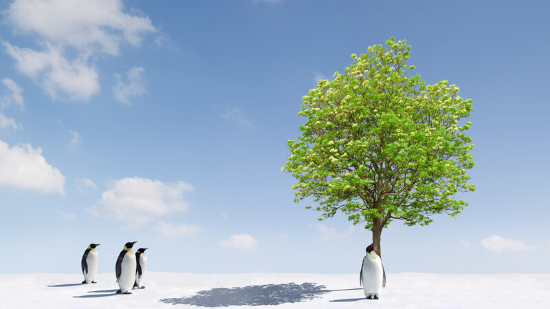 Penguins and Tree — White, Serene, Afternoon
