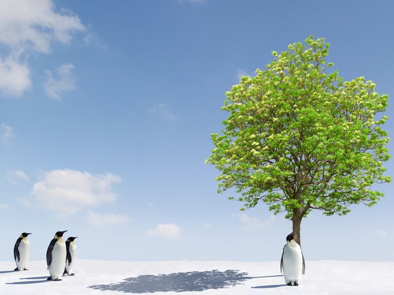 Penguins and Tree — White, Serene