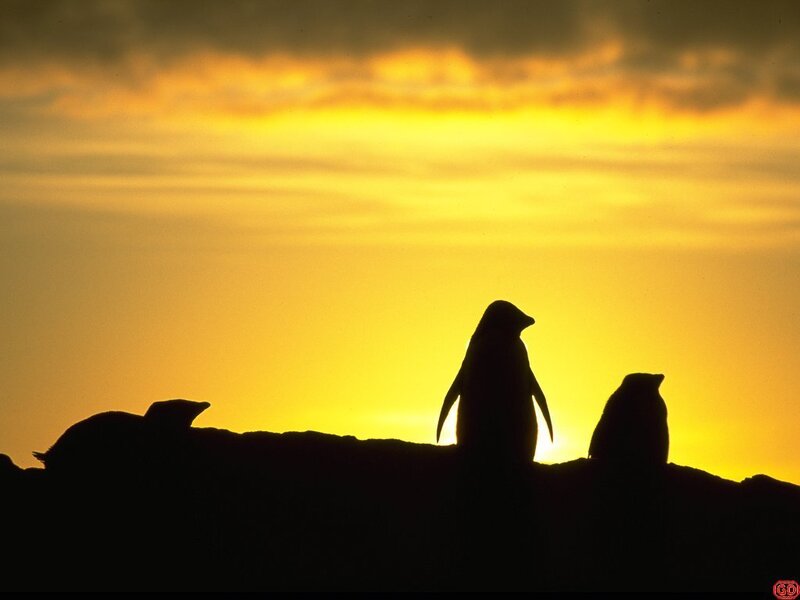 Penguins at sunset