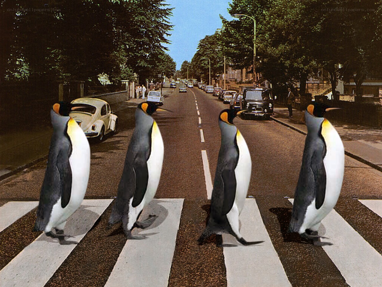 penguins crossing abbey road