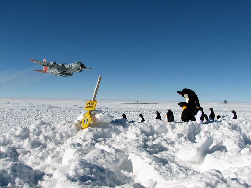 Penguins crossing with plane