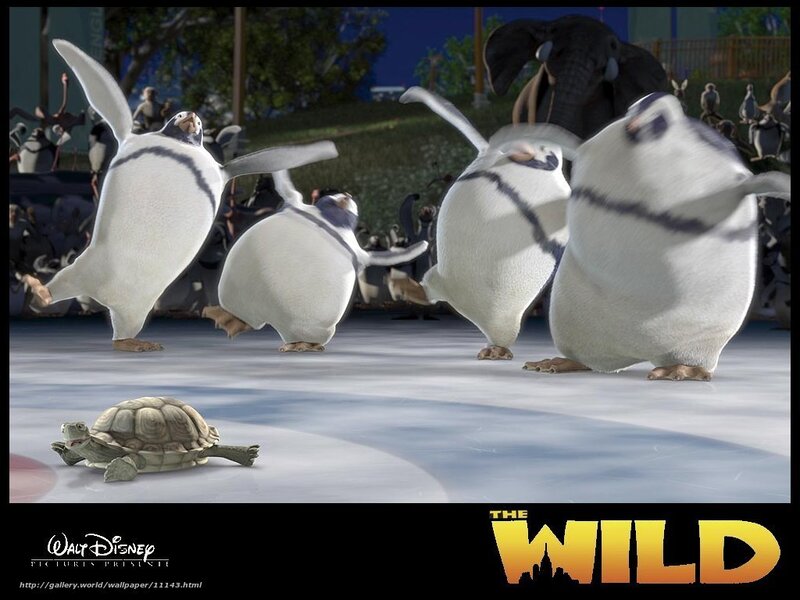 Penguins dancing in the wild