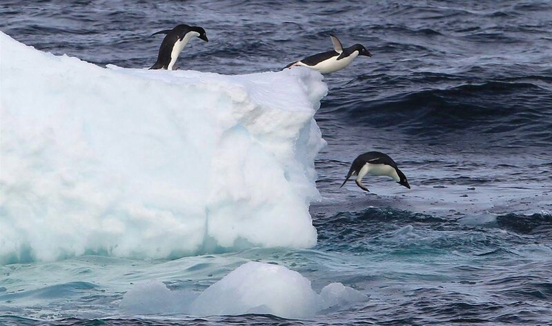 Penguins diving from ice