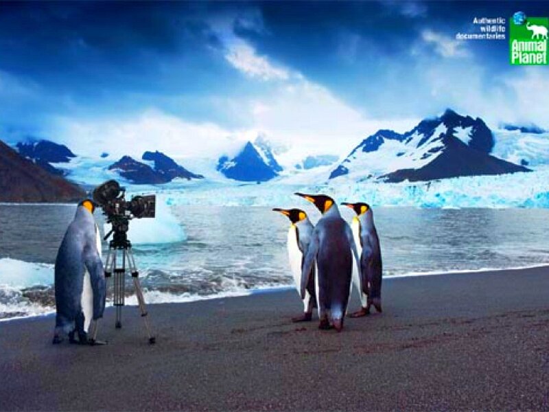 Penguins filming a documentary
