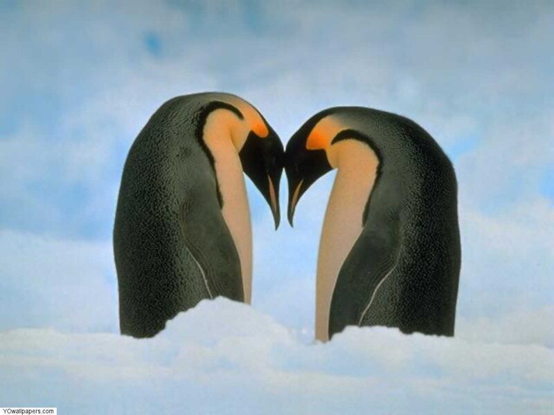 Penguins forming a heart shape
