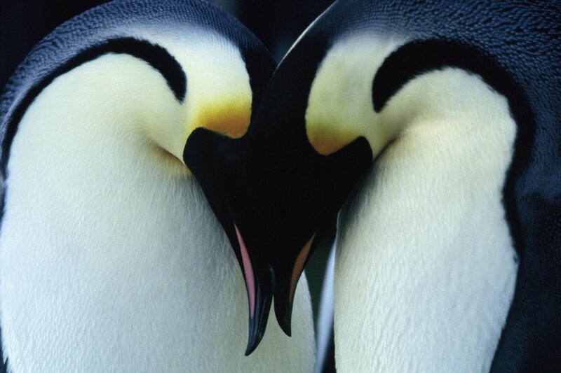 Penguins forming a heart shape
