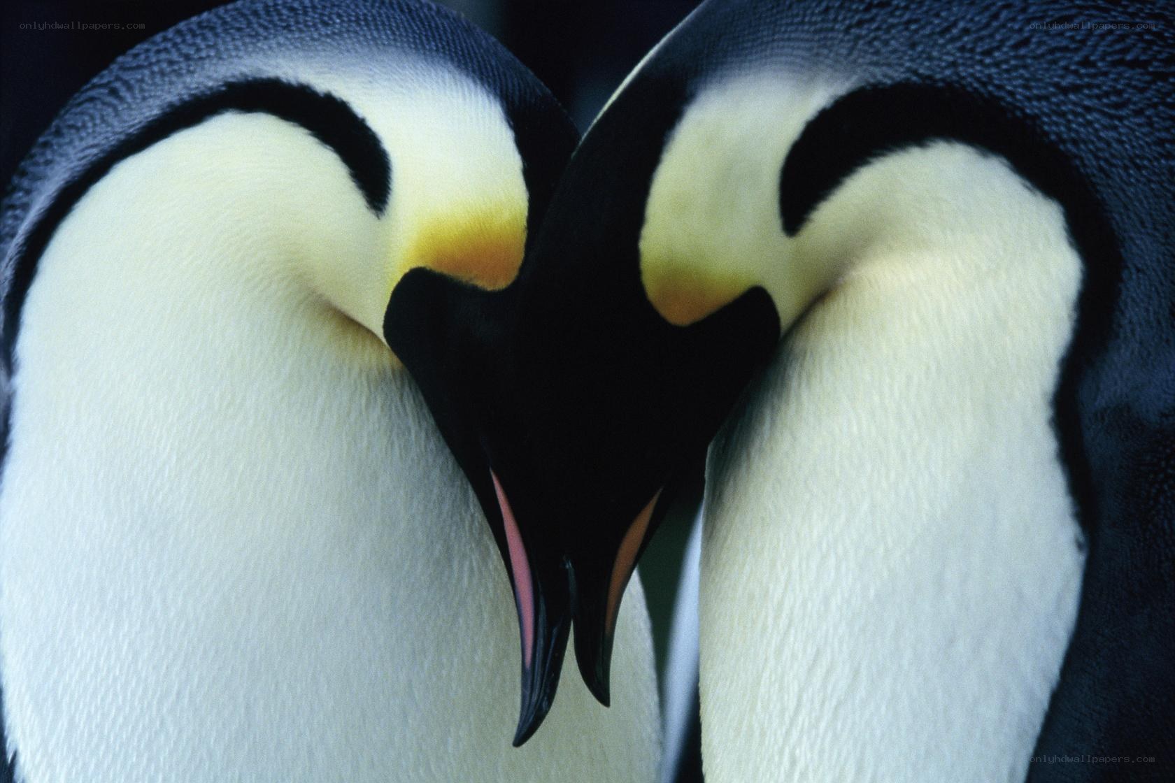 Penguins forming a heart shape