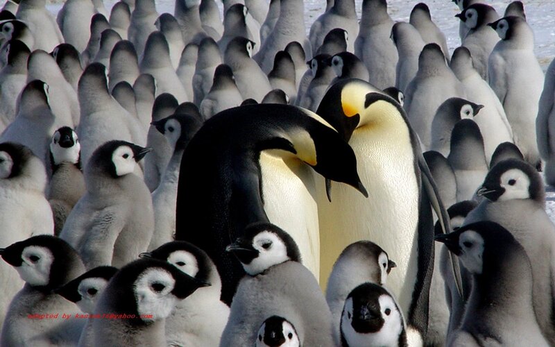 Penguins in a colony