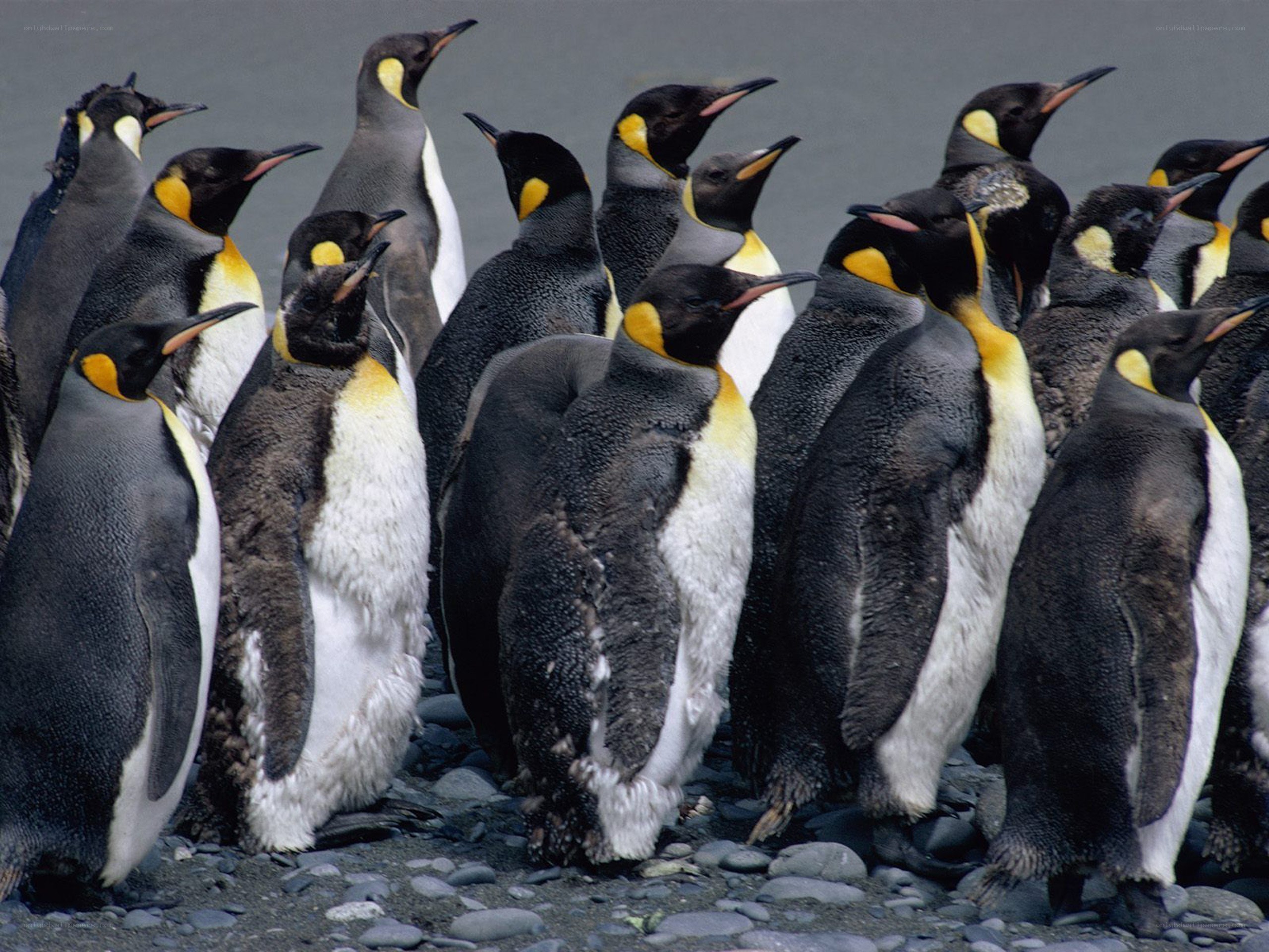 Penguins in a colony