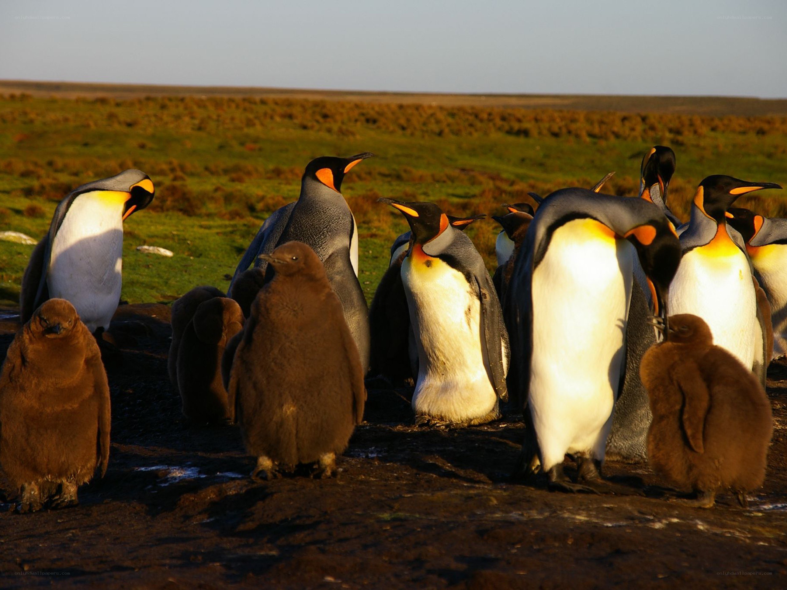 Penguins in a colony