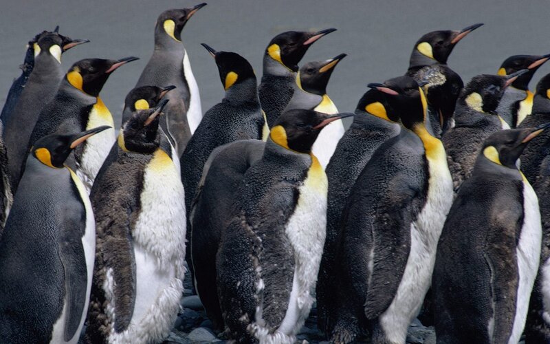 Penguins in a colony