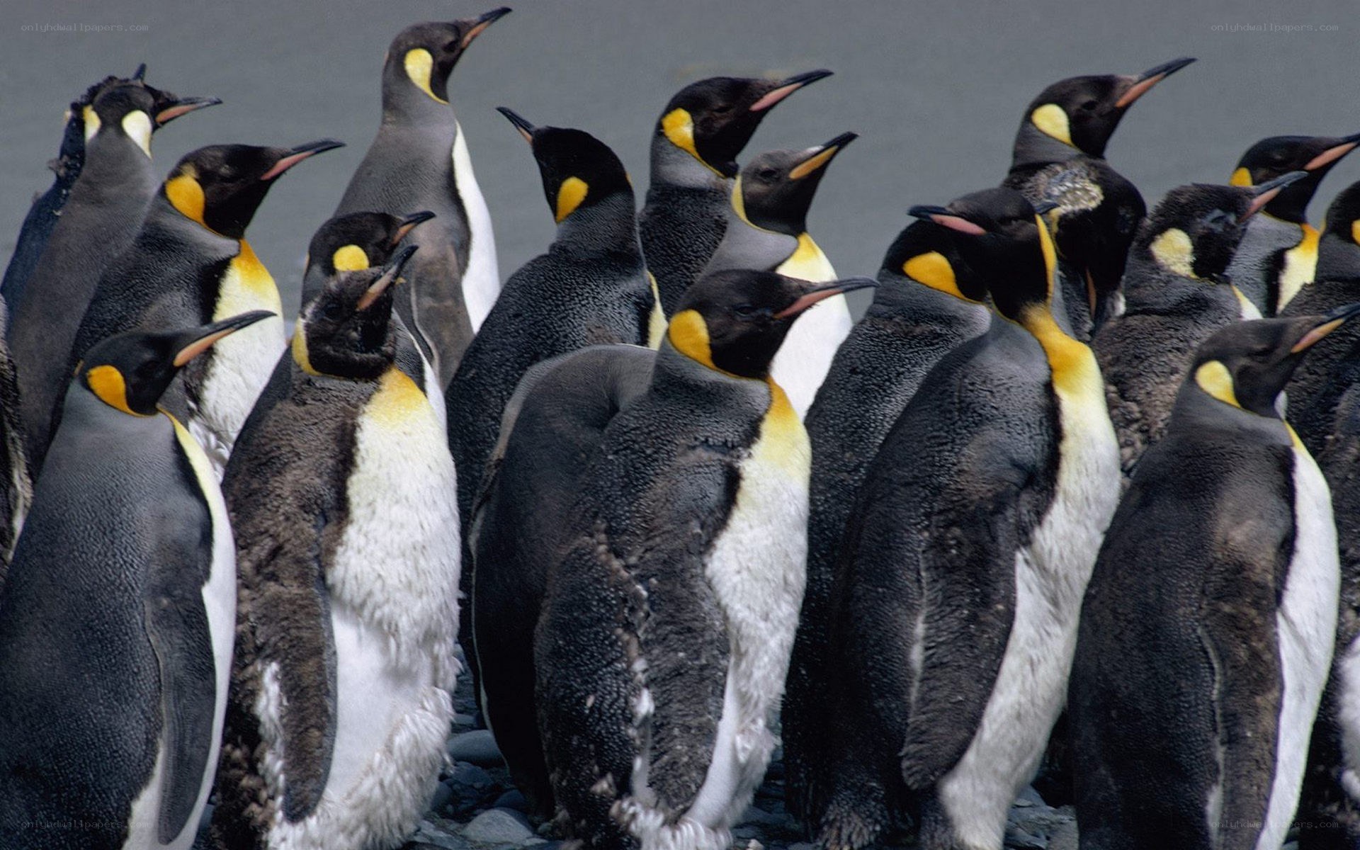 Penguins in a colony