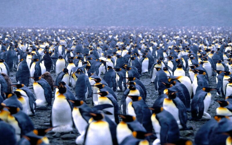 Penguins in a Colony — Blue