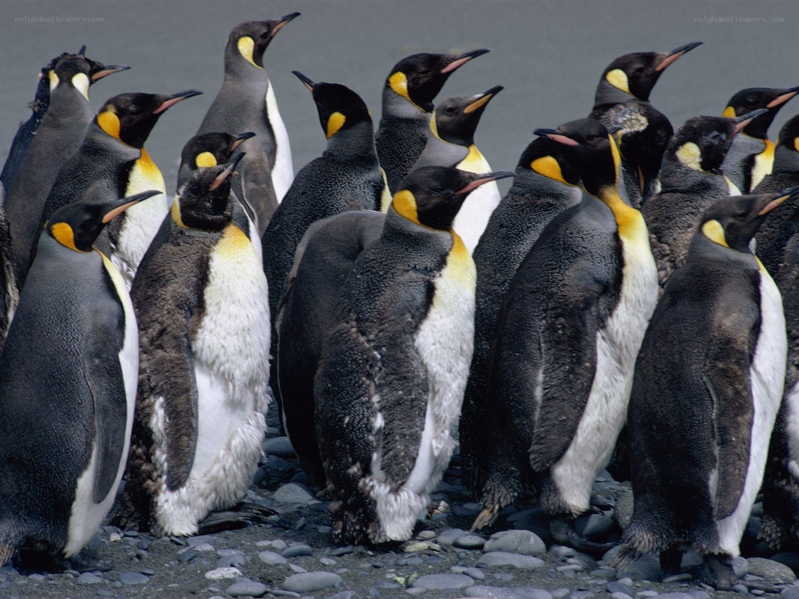 Penguins in a colony