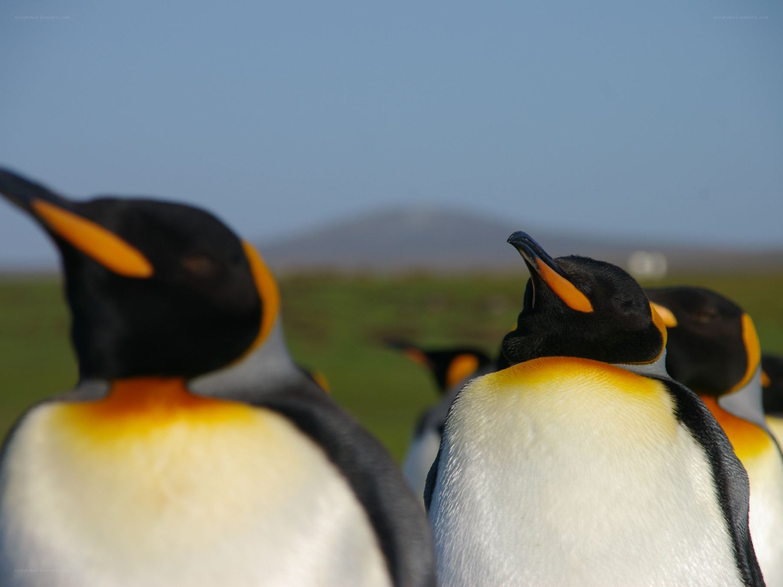 Penguins in a field