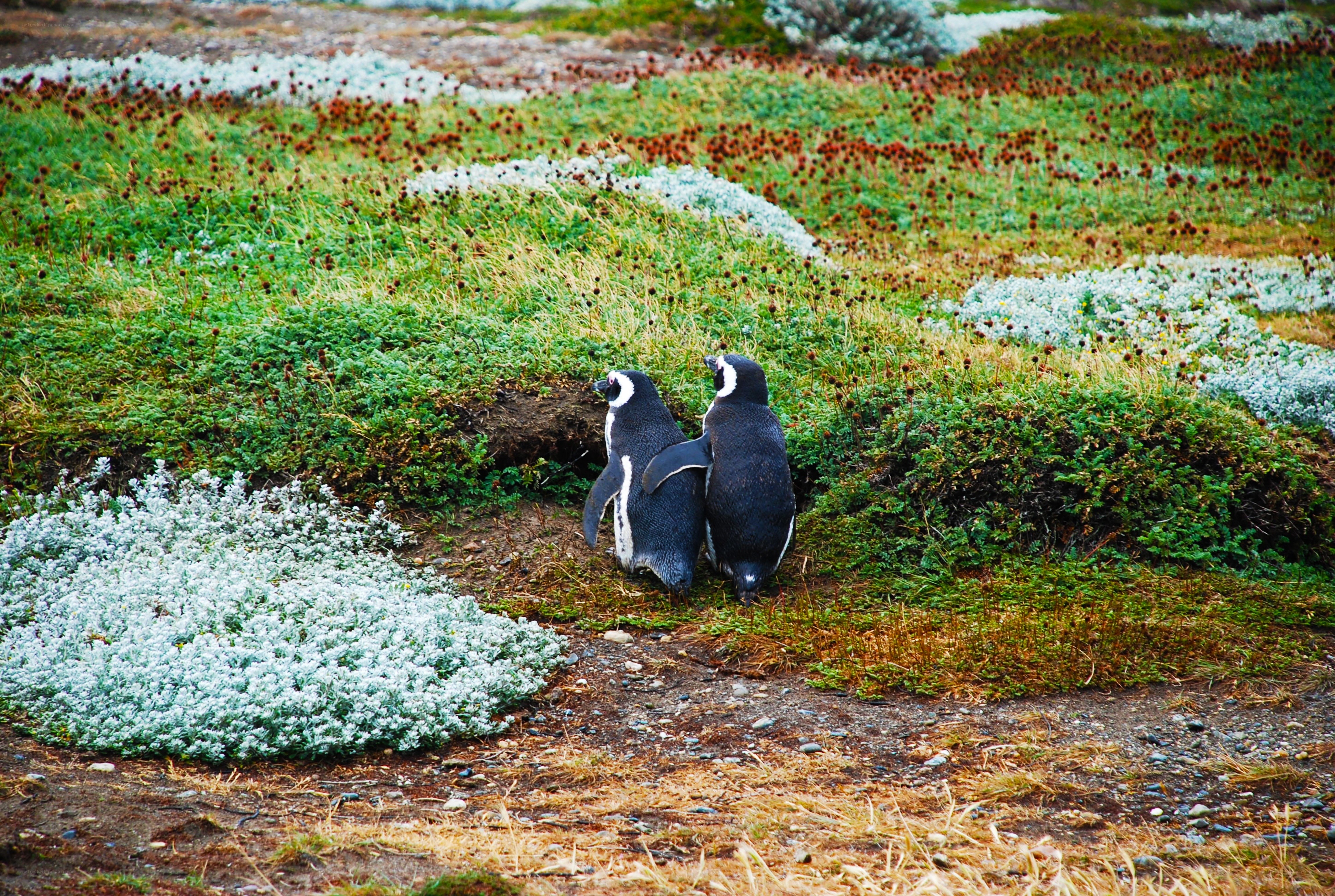 Penguins in a grassy field