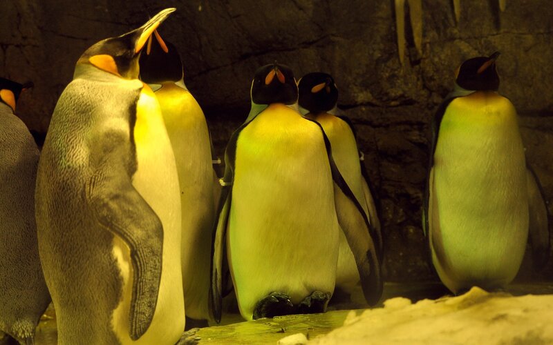 Penguins in a group